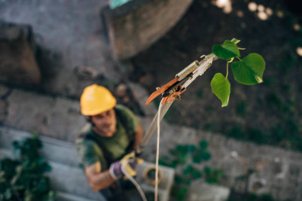 How Our Tree Care Process Works  in  Warren, IN