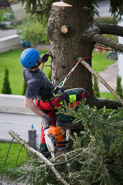 Trusted Warren, IN Tree Care  Experts